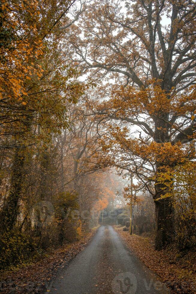 país la carretera en un brumoso Mañana en otoño foto