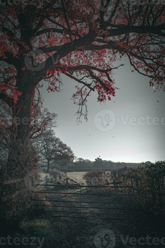 Country road ending with gate on a farm photo