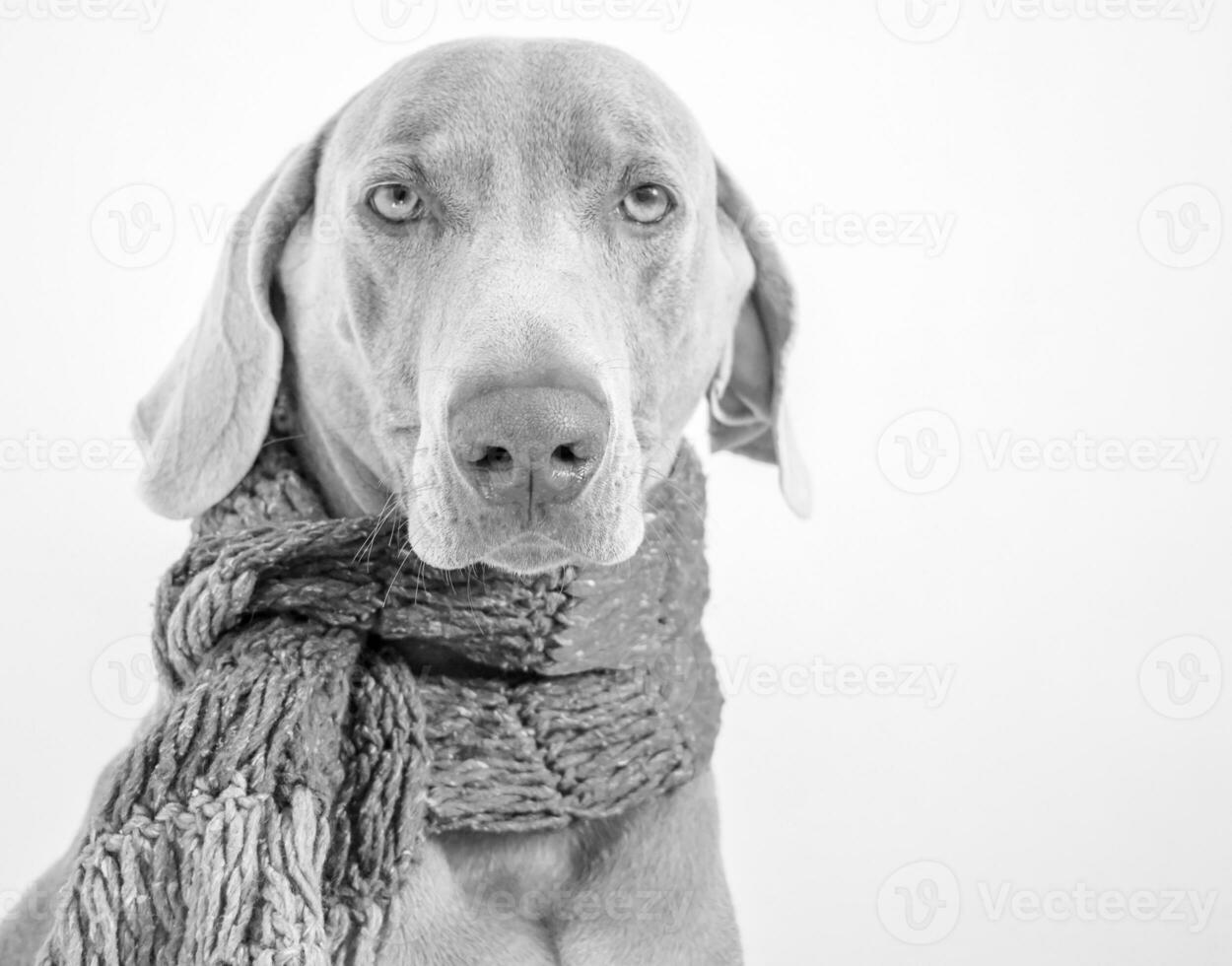 Portrait Weimaraner Dog photo