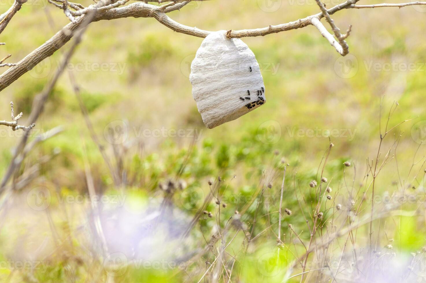 Close up of a bee honeycomb on branches, bees surrounding their honeycomb, colony of bees on a branch photo