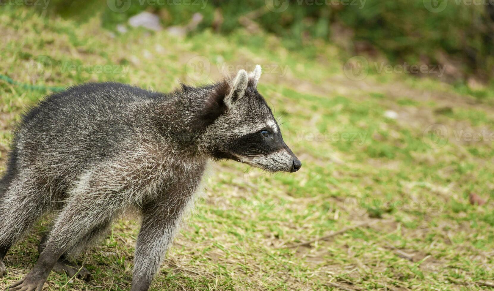 Close up of a raccoon in a tree, Portrait of a cute raccoon in its habitat, A young wild Procyon in its habitat photo