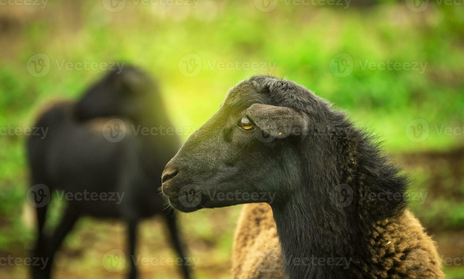 foto de un oveja comiendo césped, retrato de un oveja en el campo, cerca arriba de un Pareja de oveja en el campo