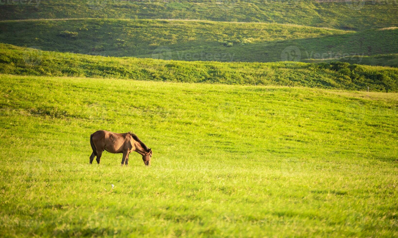 Horse in the green field eating grass, a brown horse grazing in the green field photo