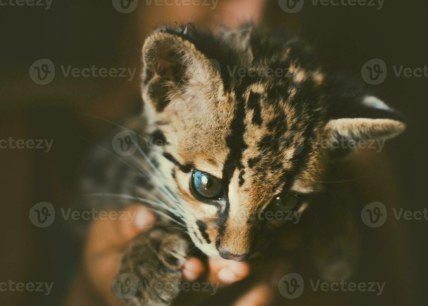 cerca arriba de un pequeño leopardus wiedii, retrato de un adorable margay gatito. retrato de un central americano margay foto