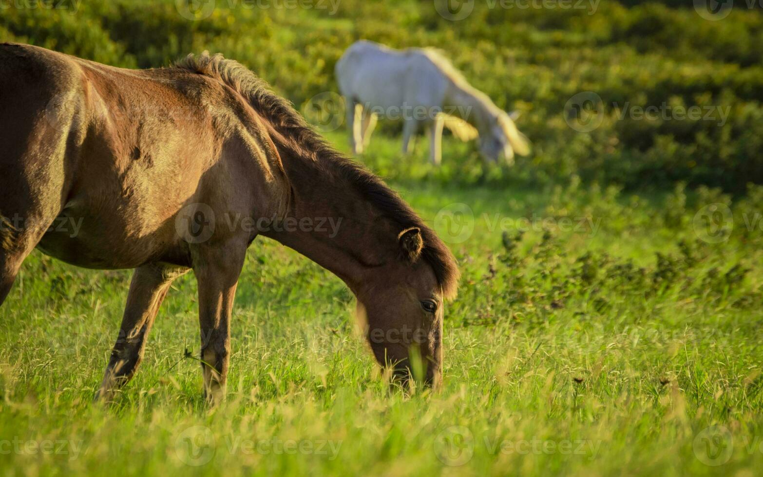 Two horses eating grass together in the field, hill with two horses eating grass, two horses in a meadow photo