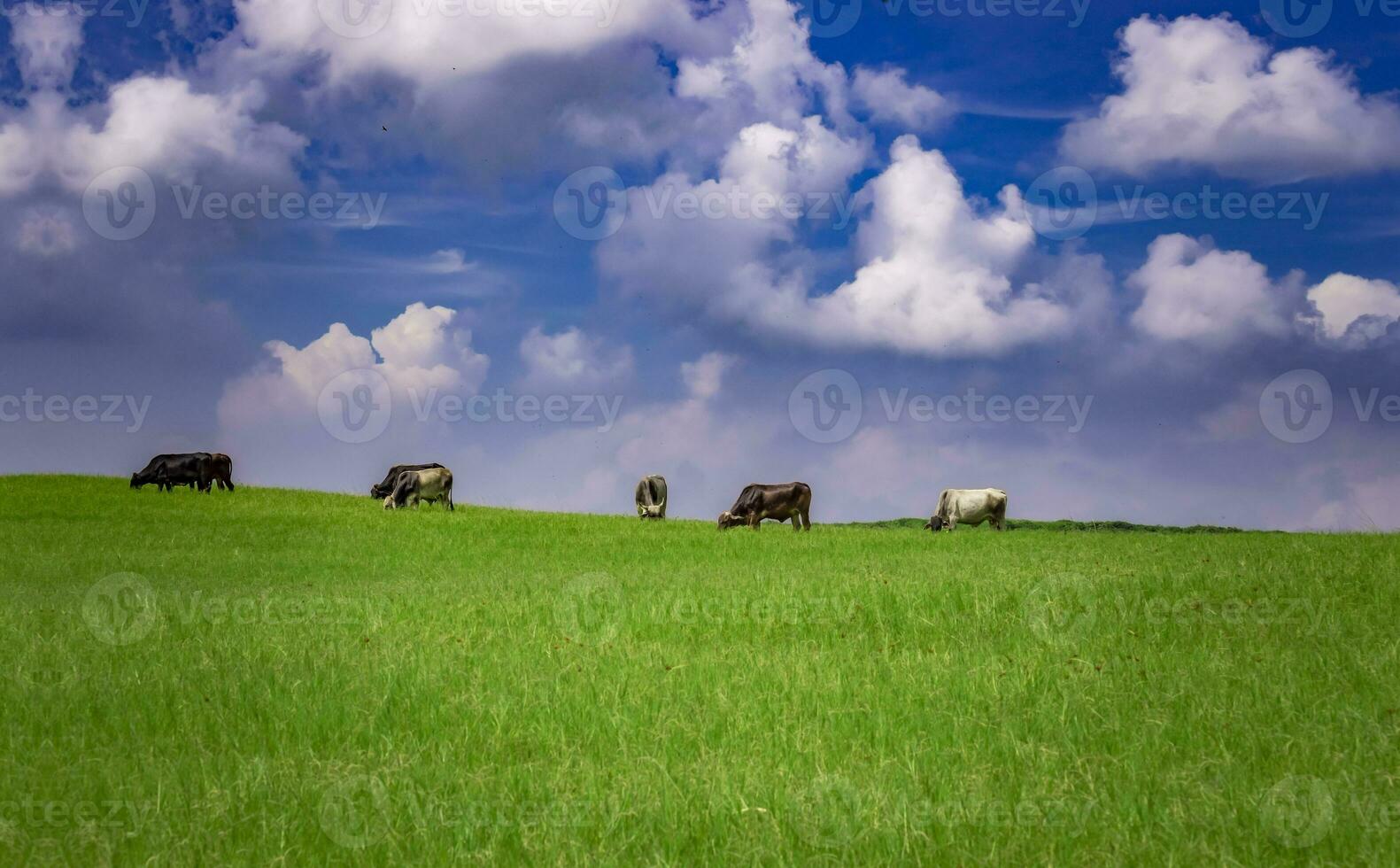 Cows in the field eating grass, Several cows in a green field with blue sky and copy space, A green field with cows eating grass and beautiful blue sky photo