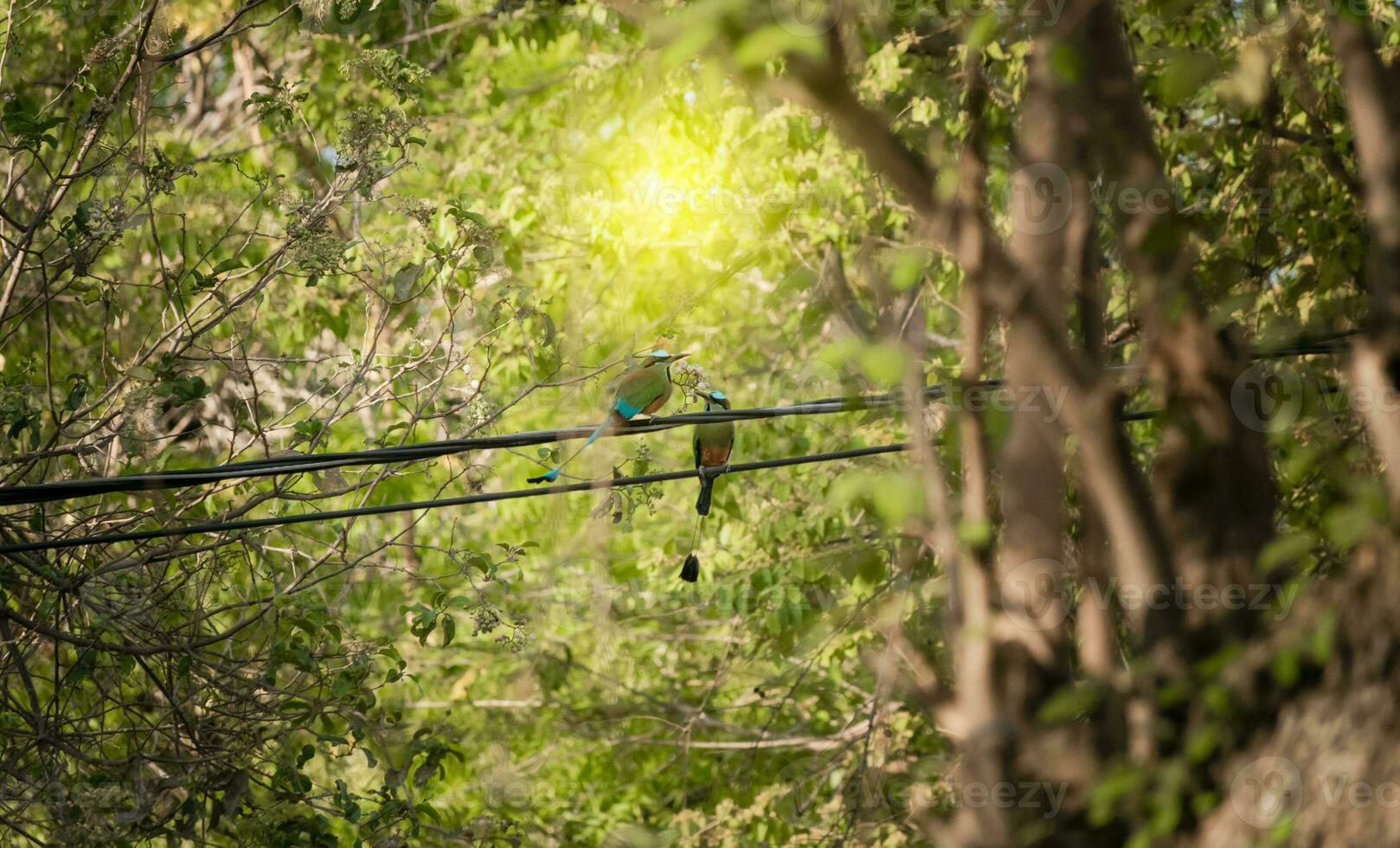 Two Guardabarrancos birds in the trees, National bird of Nicaragua on a branch, Two Guardabarrancos on a branch, Central American national bird photo