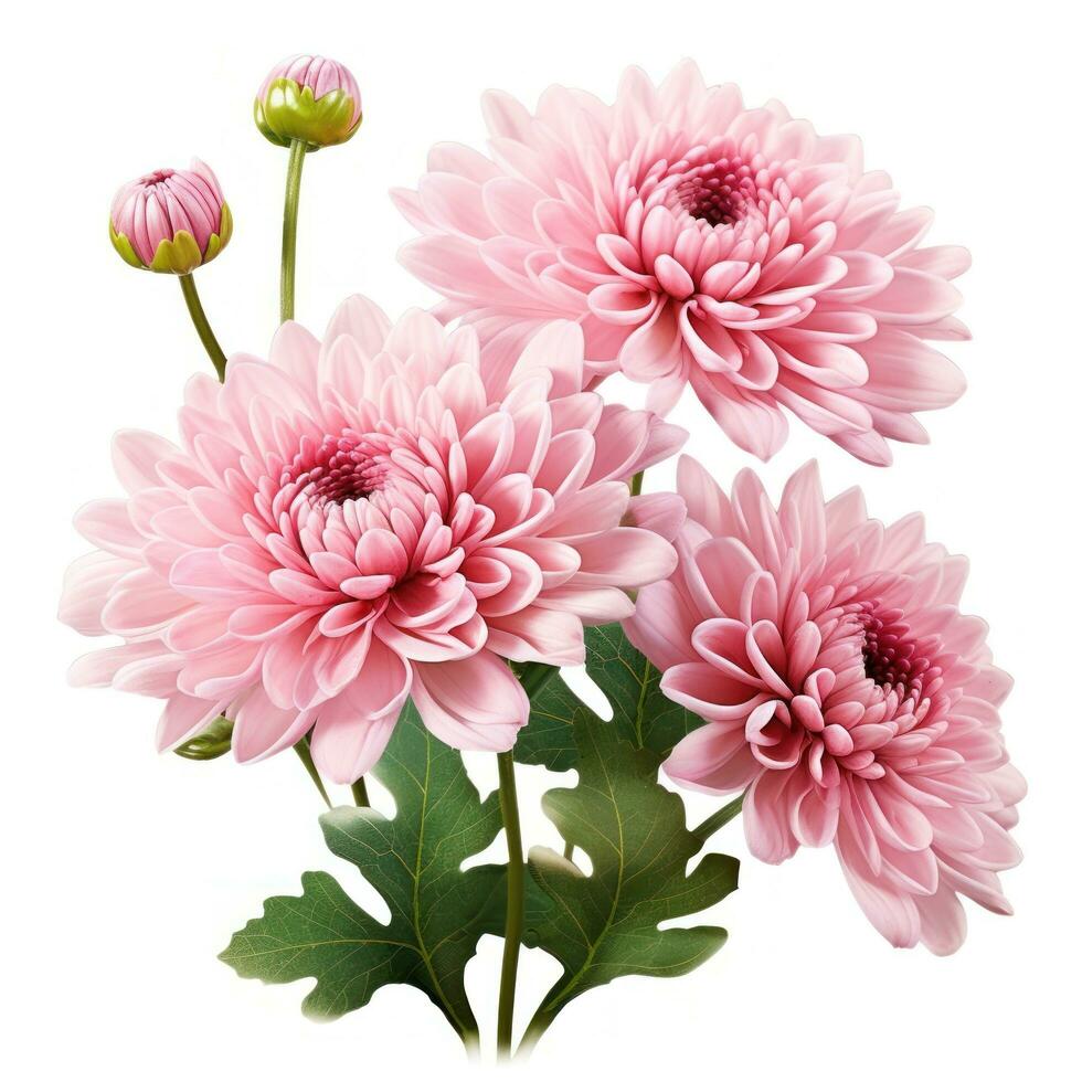 delicate pink chrysanthemum flower buds and leaves isolated photo