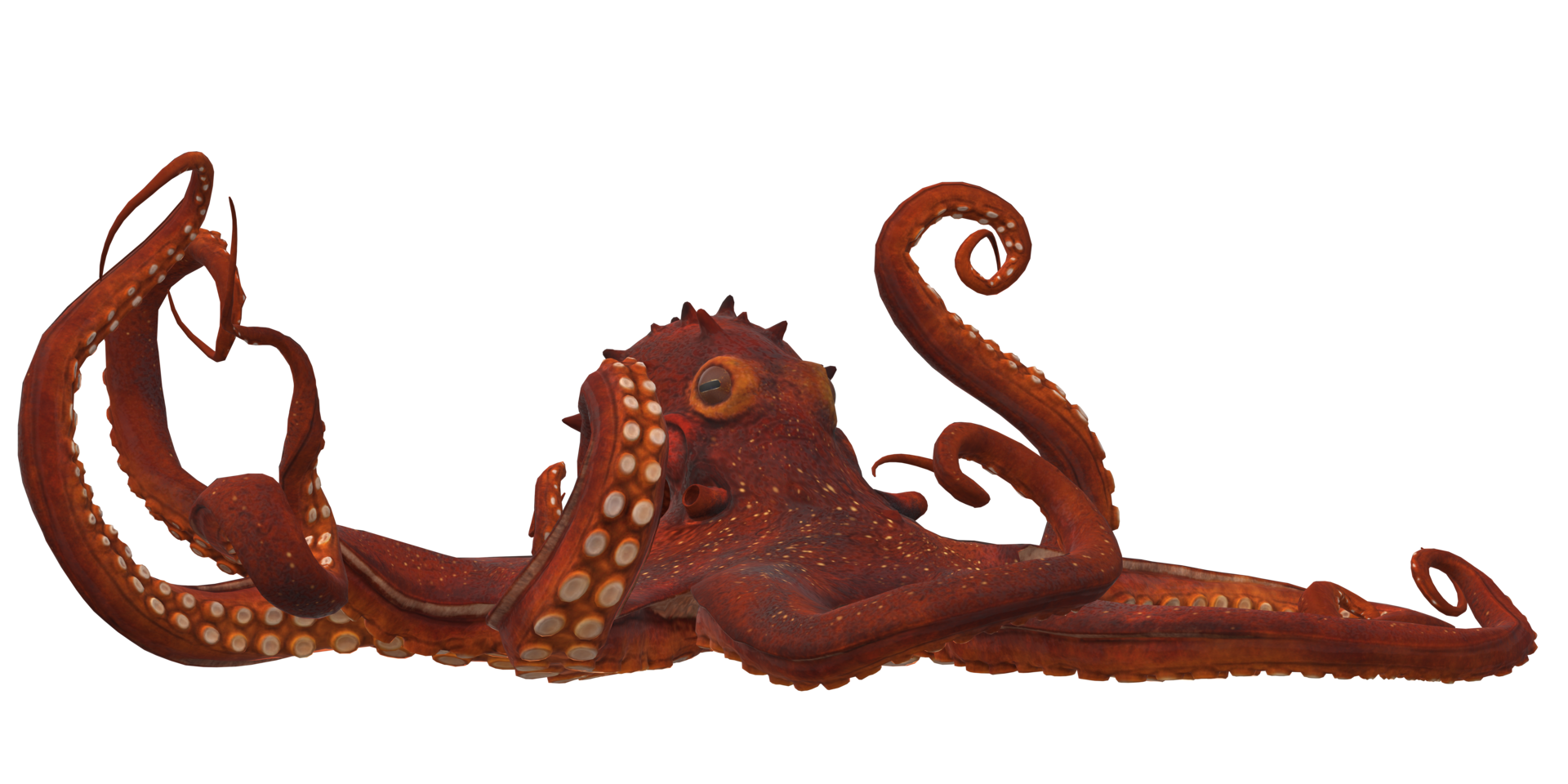 Octopus isolated on a Transparent Background png