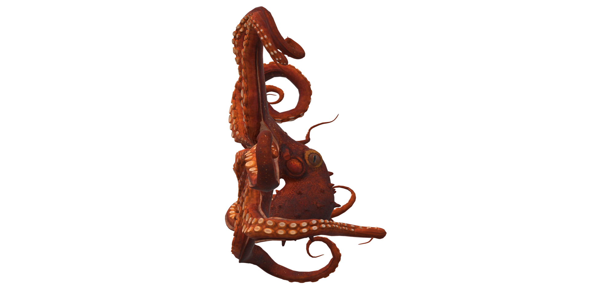 Octopus isolated on a Transparent Background png