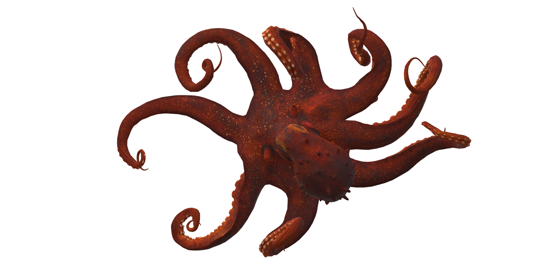 Octopus isolated on a Transparent Background png