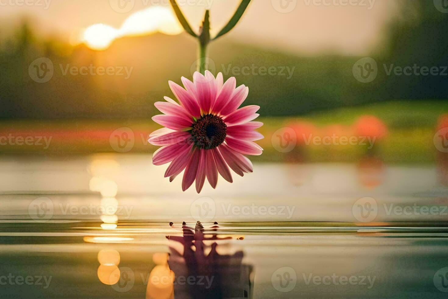 un rosado flor flotante en el agua a puesta de sol. generado por ai foto