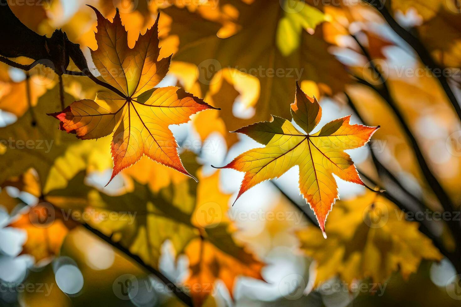 autumn leaves by jason kim. AI-Generated photo