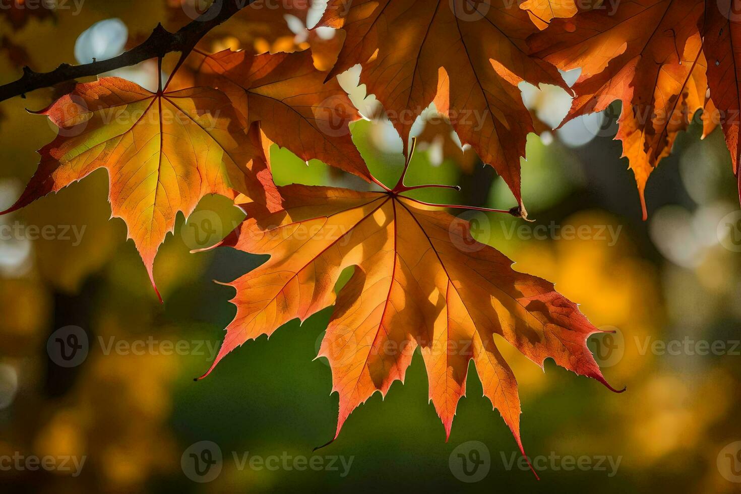 autumn leaves photograph - autumn leaves fine art print. AI-Generated photo