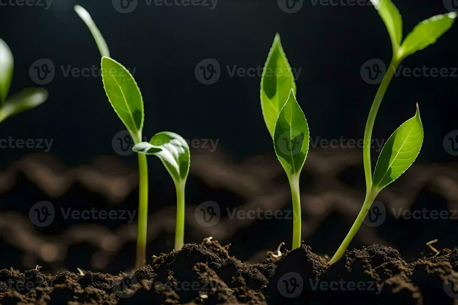 a group of young plants growing in soil. AI-Generated photo