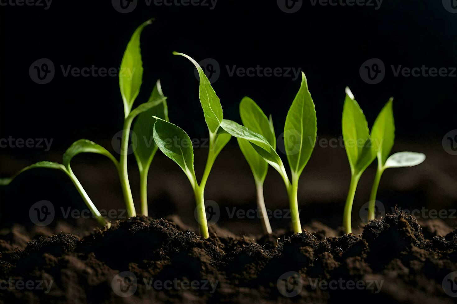 un grupo de joven plantas creciente en el suciedad. generado por ai foto