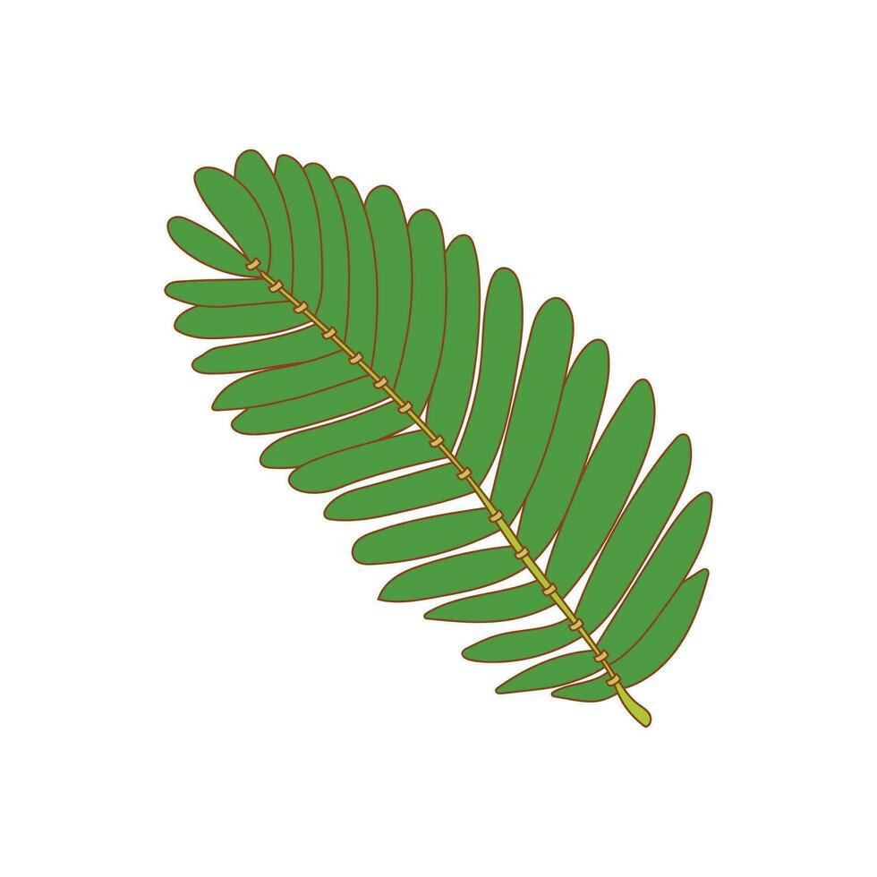 Kids drawing Cartoon Vector illustration sensitive plant leaves Isolated on White Background