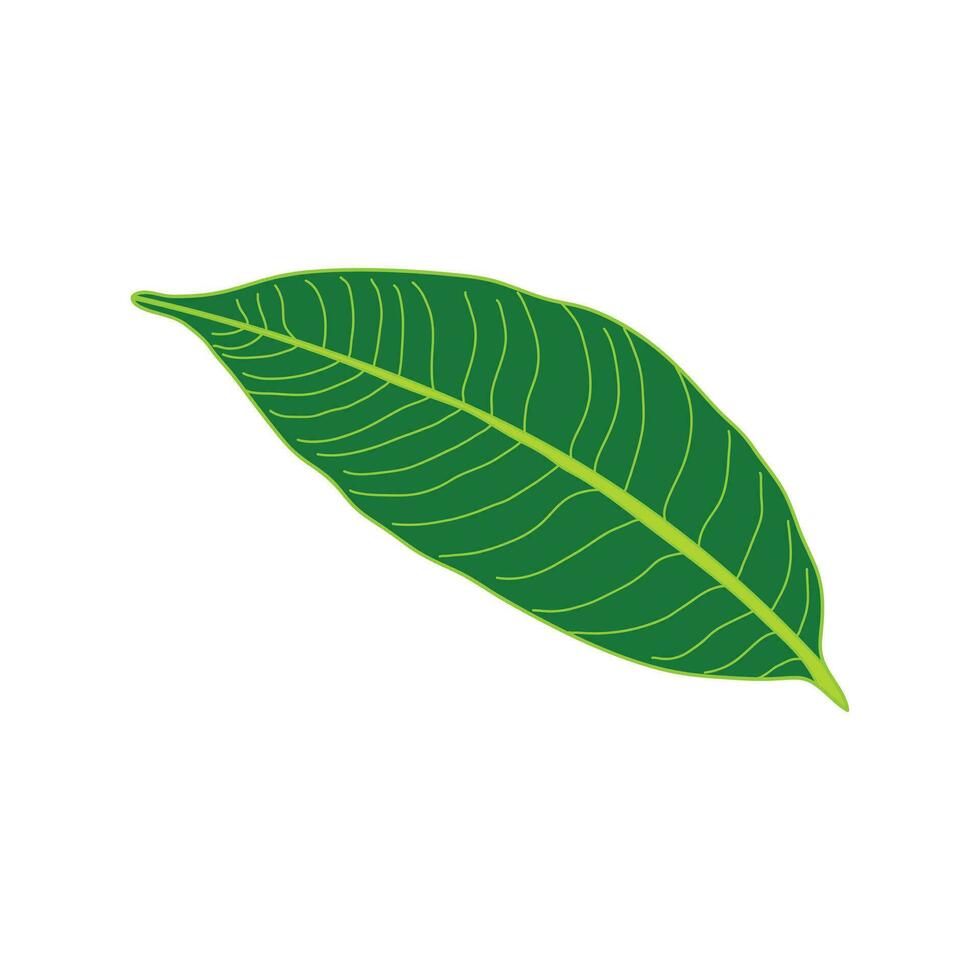Kids drawing Cartoon Vector illustration mango leaf Isolated on White Background