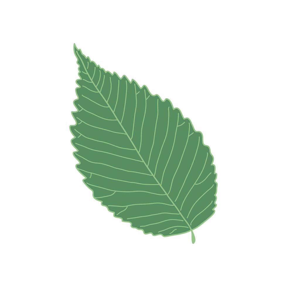 Hand drawn Kids drawing Cartoon Vector illustration elm leaf Isolated on White Background