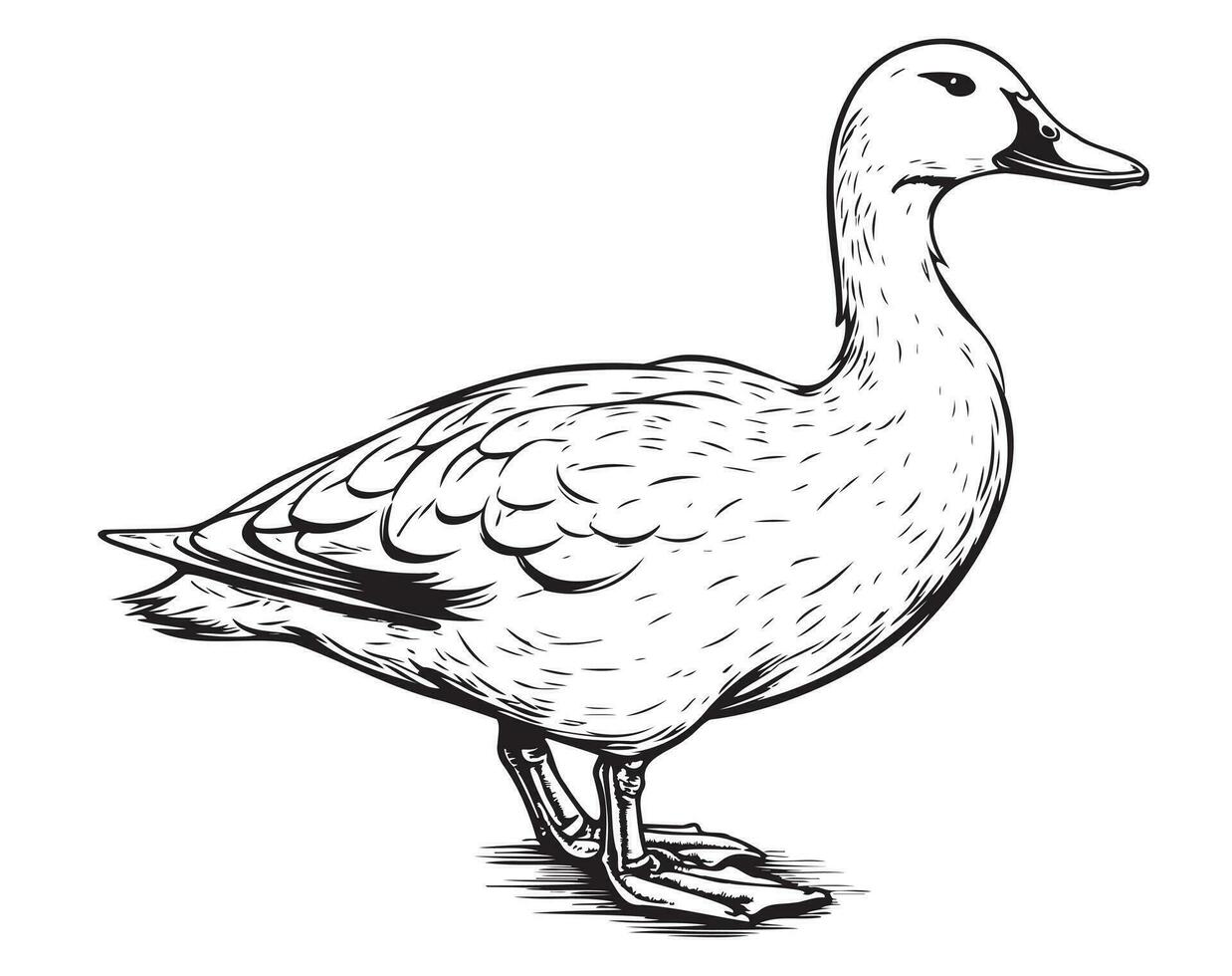 Duck standing sketch hand drawn Vector illustration Birds hunting