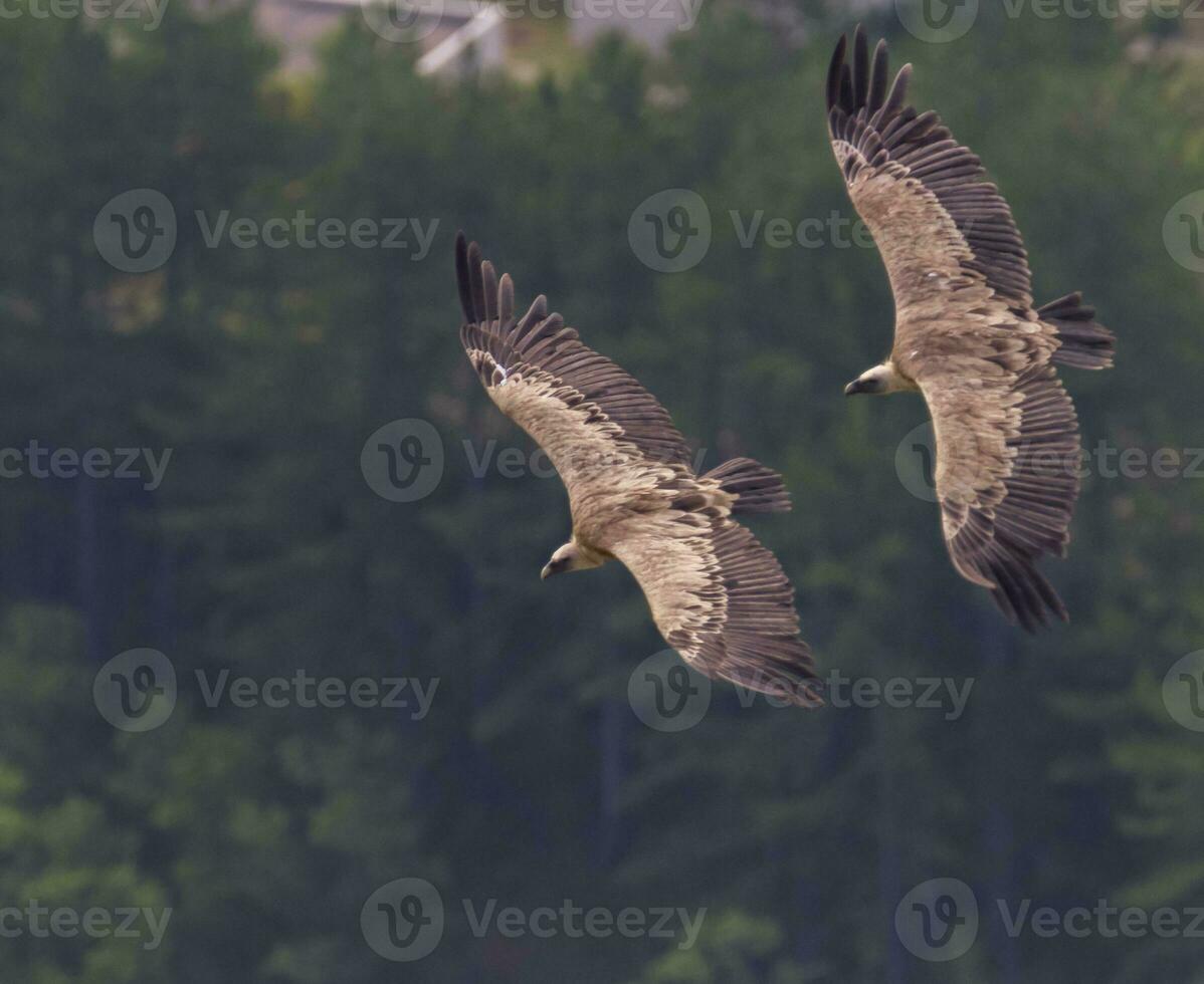 Griffon vulture flying, Drome provencale, France photo