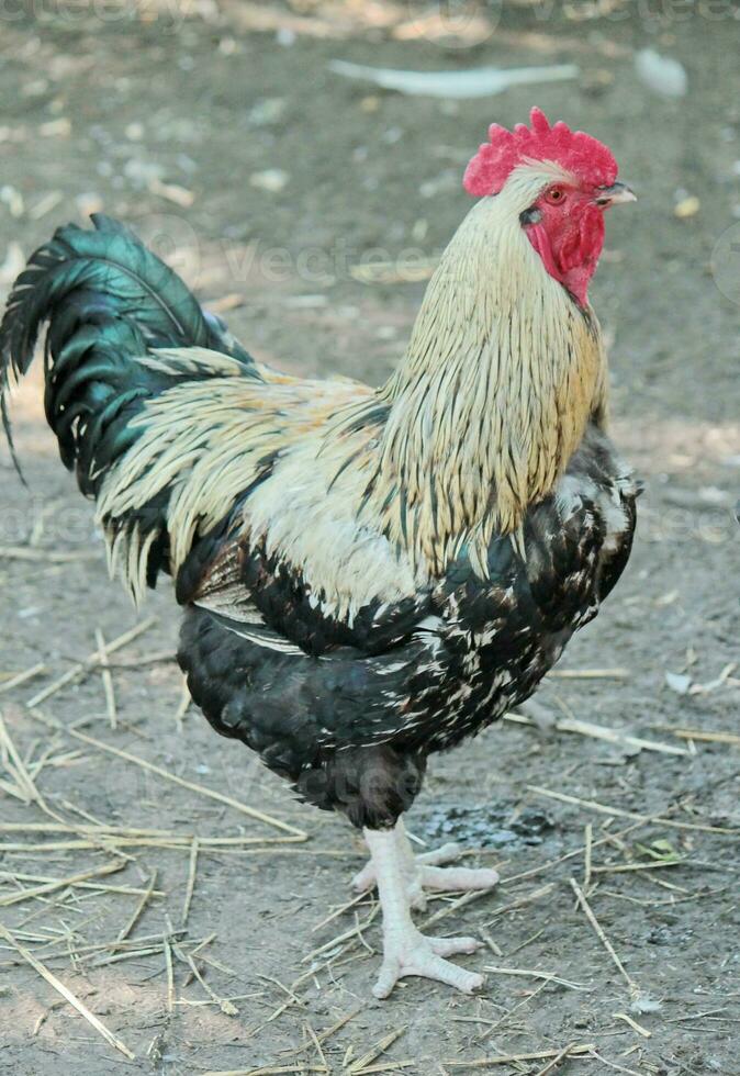 Rooster cockerel standing photo