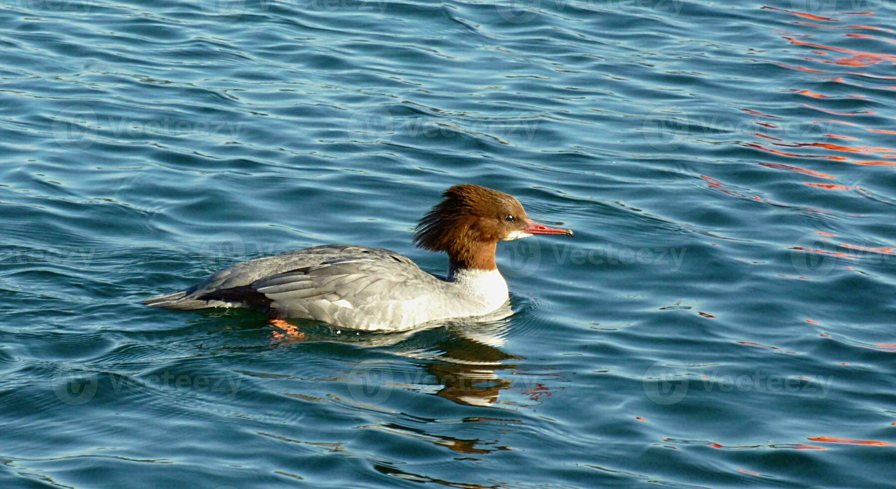 Goosander female duck photo