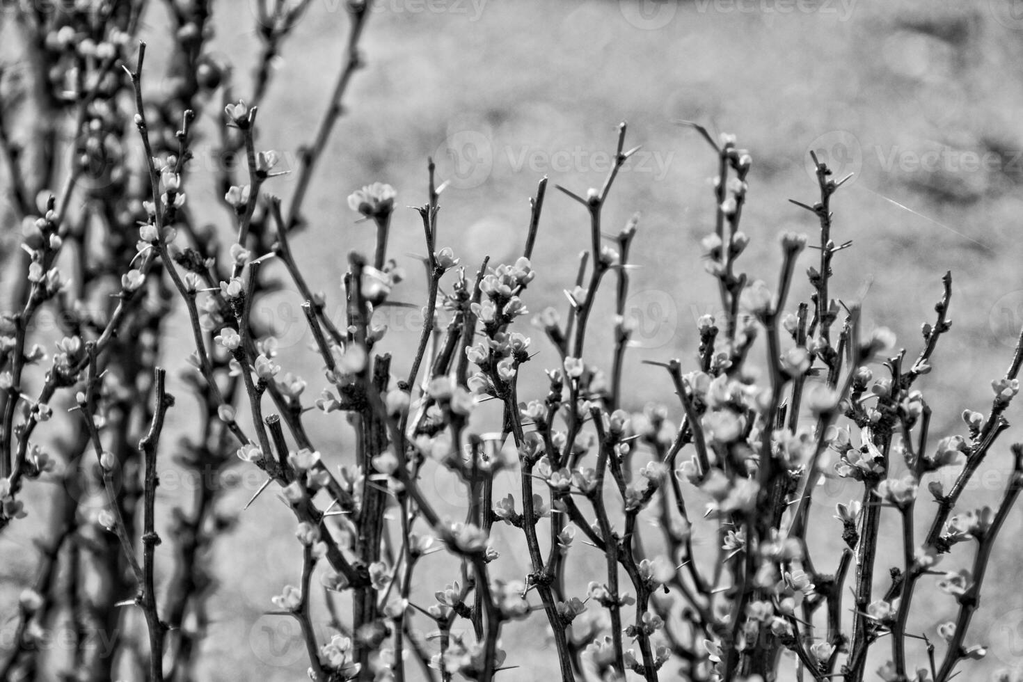 spring bush full of twigs with young delicate light green leaves photo