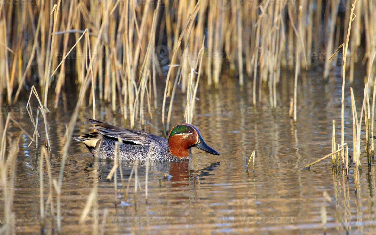 Eurasian, or common, teal duck in the pond photo