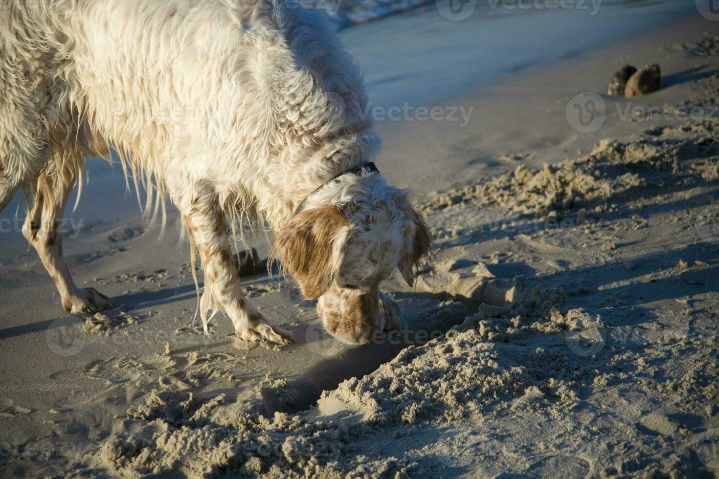 dog on the beach photo