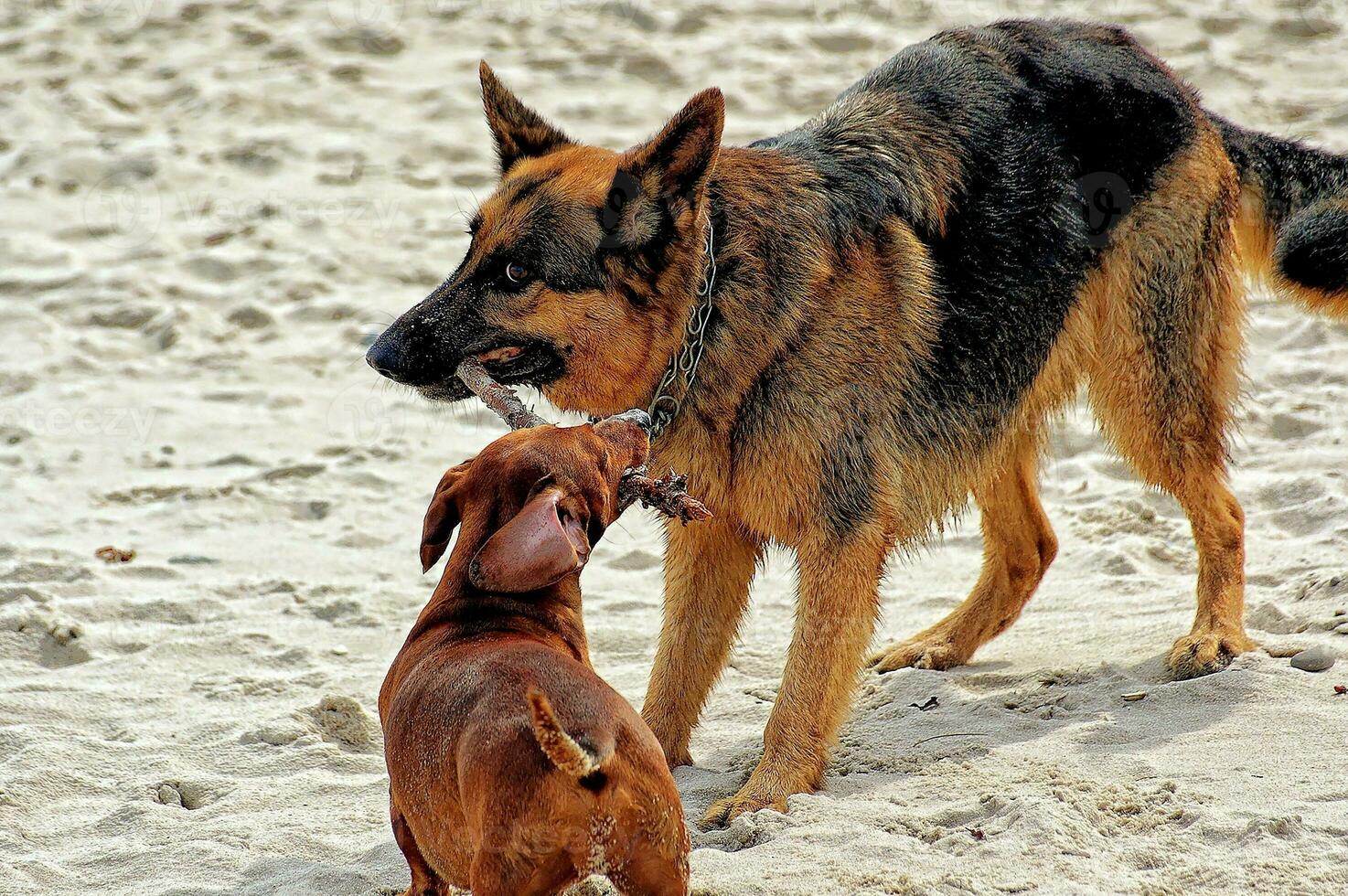 playing on the beach bar dogsgerman shepherd and a small red-haired dachshund in the warm spring sun photo