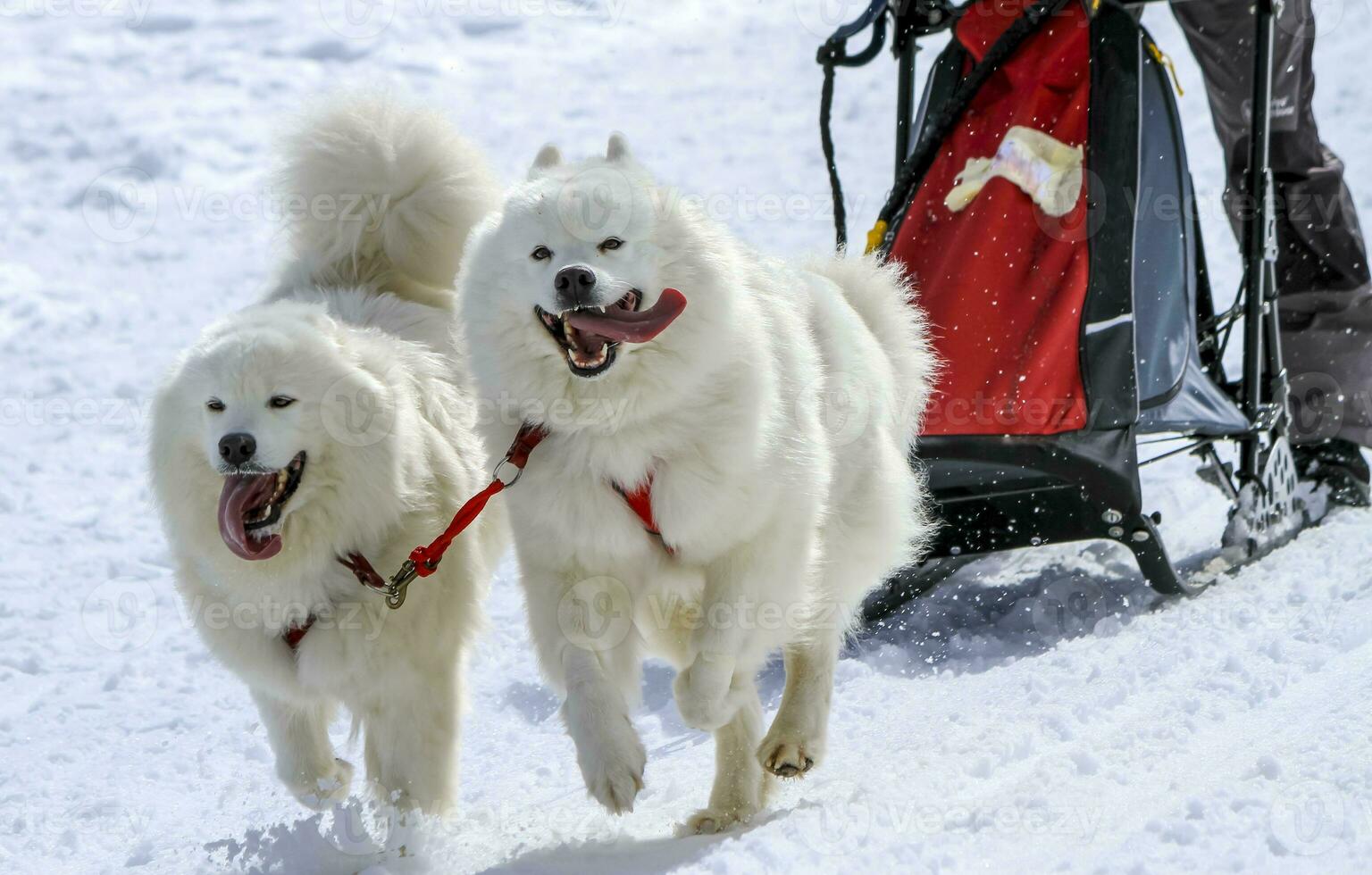 Sled samoyed dogs in speed racing, Moss, Switzerland photo