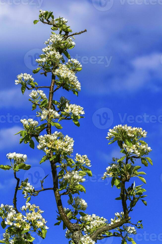 European or common pear, pyrus communis, flowers photo