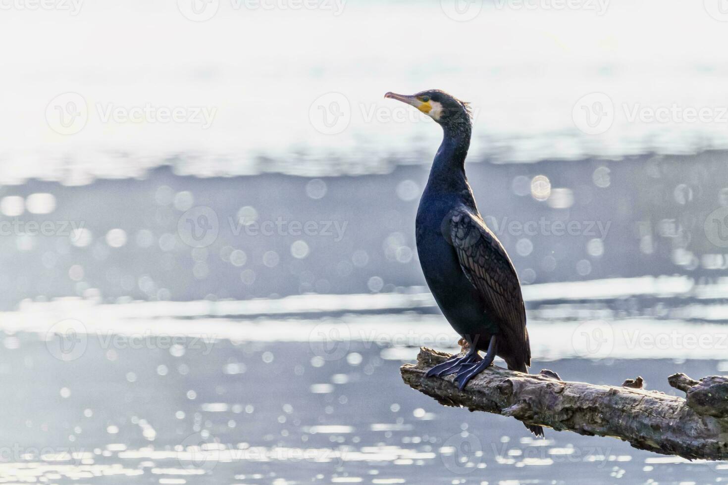 Great cormorant, Phalacrocorax carbo, standing peacefully on a branch photo