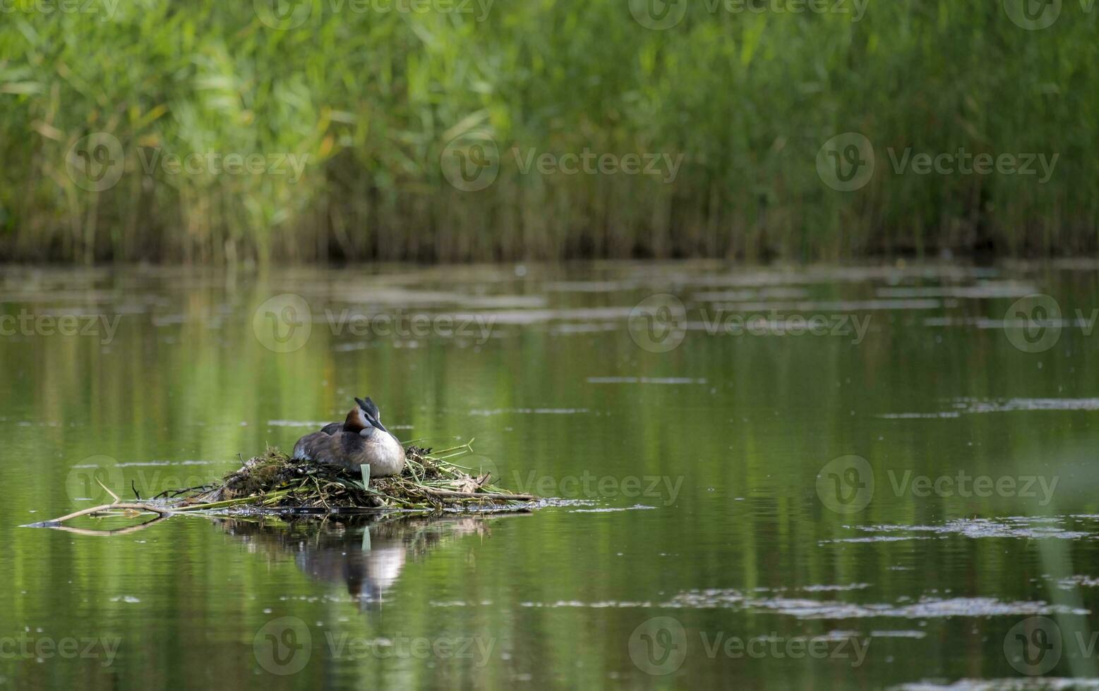 Great Crested Grebe, Podiceps cristatus, nest, Kalmar, Sweden photo