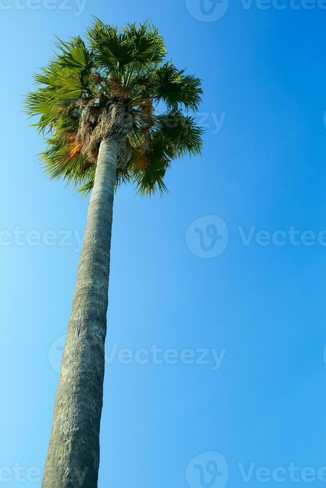 Tall palm trees sway photo