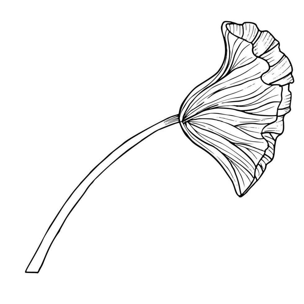 Lotus Leaf. Hand drawn vector illustration of plant. Drawing of water lily greenery for icon or logo in line art style. Sketch of exotic flora for spa or Zen design. Etching of tropical Asian herb