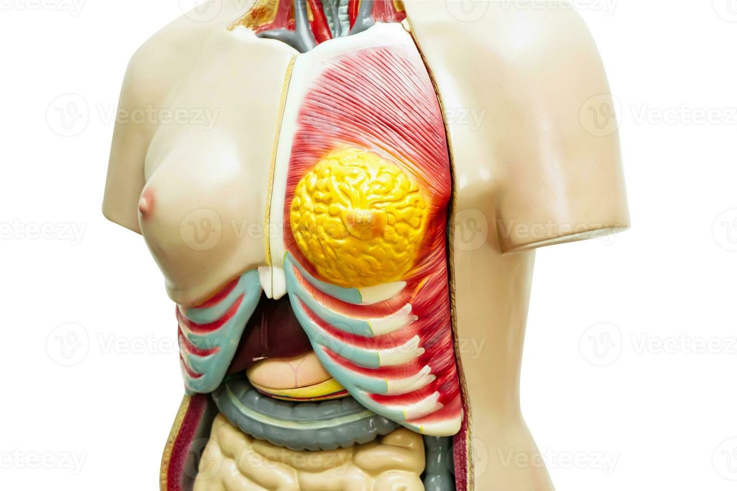 Human body anatomy organ model for study education medical course. photo
