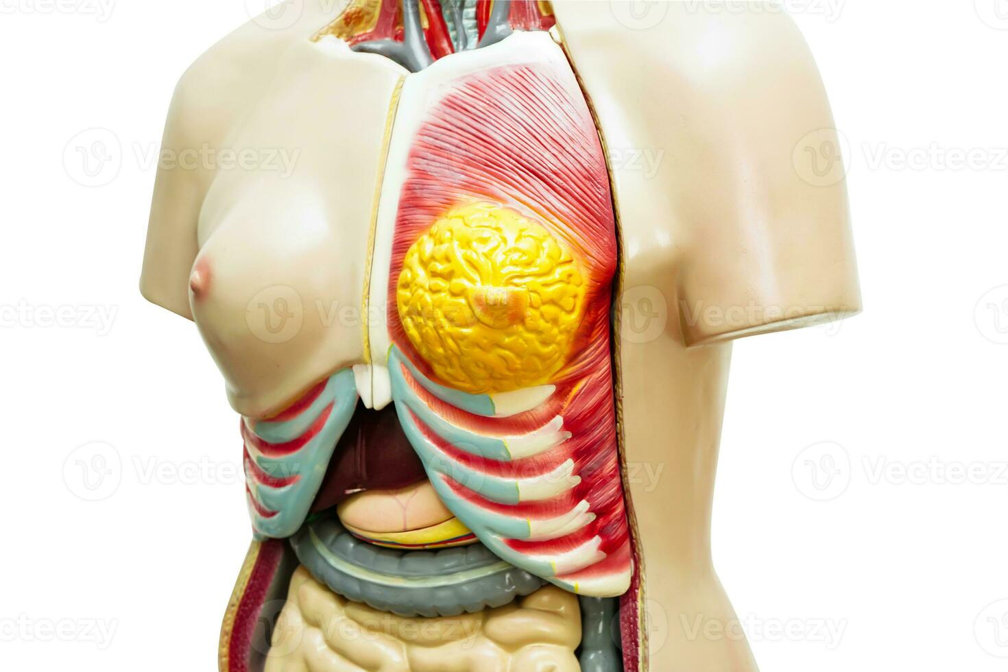 humano cuerpo anatomía Organo modelo para estudiar educación médico curso. foto