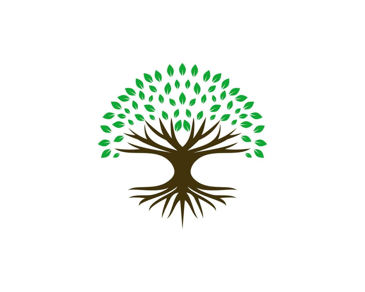 resumen vibrante árbol logo diseño, raíz vector. sencillo árbol icono logo diseño inspiración aislado en blanco antecedentes vector