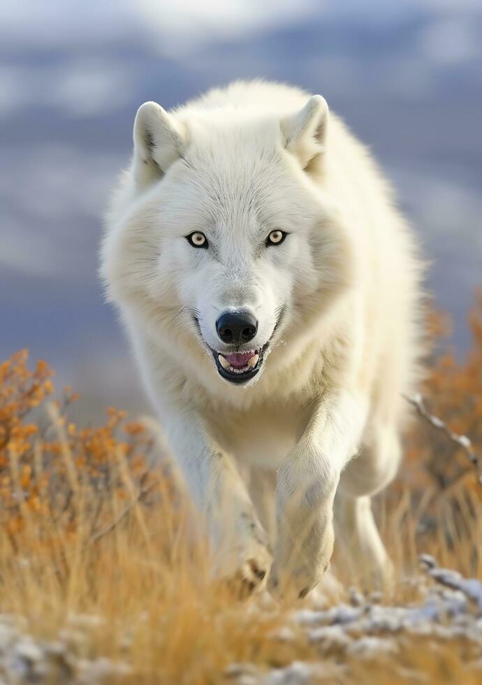 The Wolf Gaze, A Moment of Life in the Arctic Wilderness. AI Generative photo