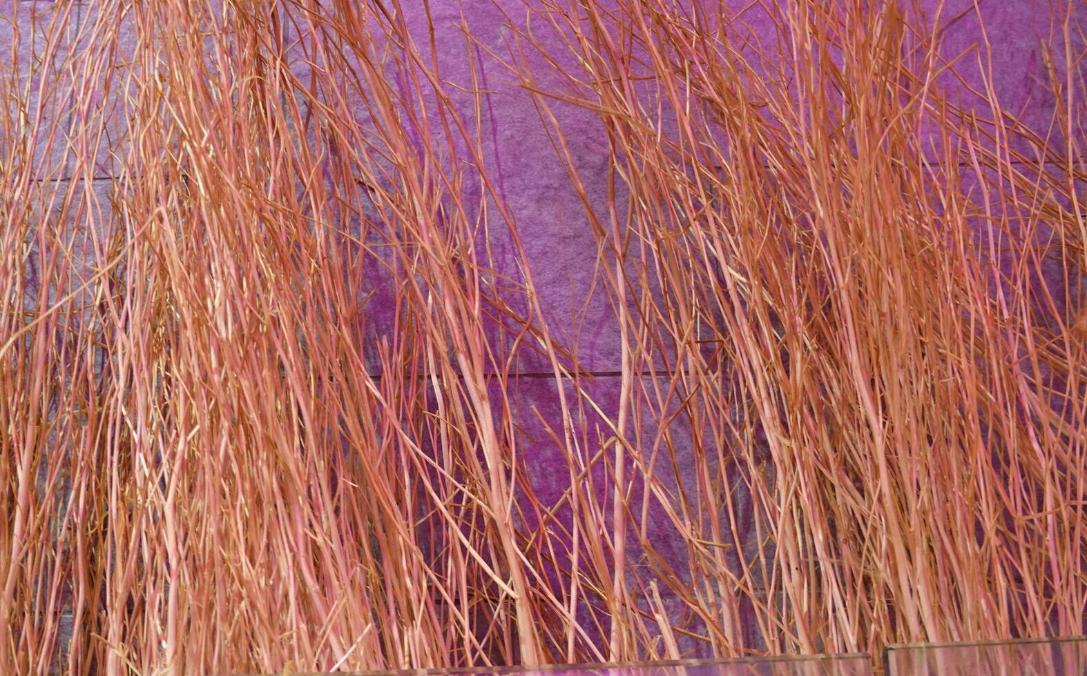 A lot of dry twigs colorful. It make dye pink and violet color for background, wallpaper and backdrop. photo