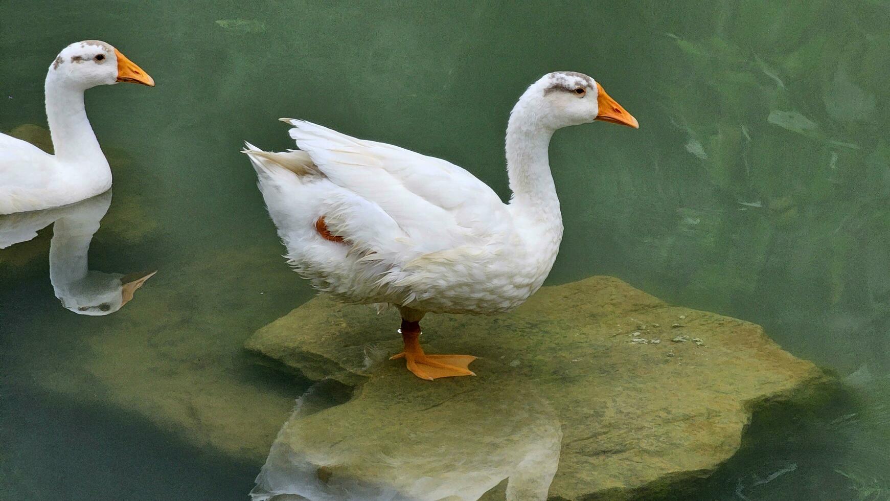 A duck stands on one leg on a rock in the swamp. photo