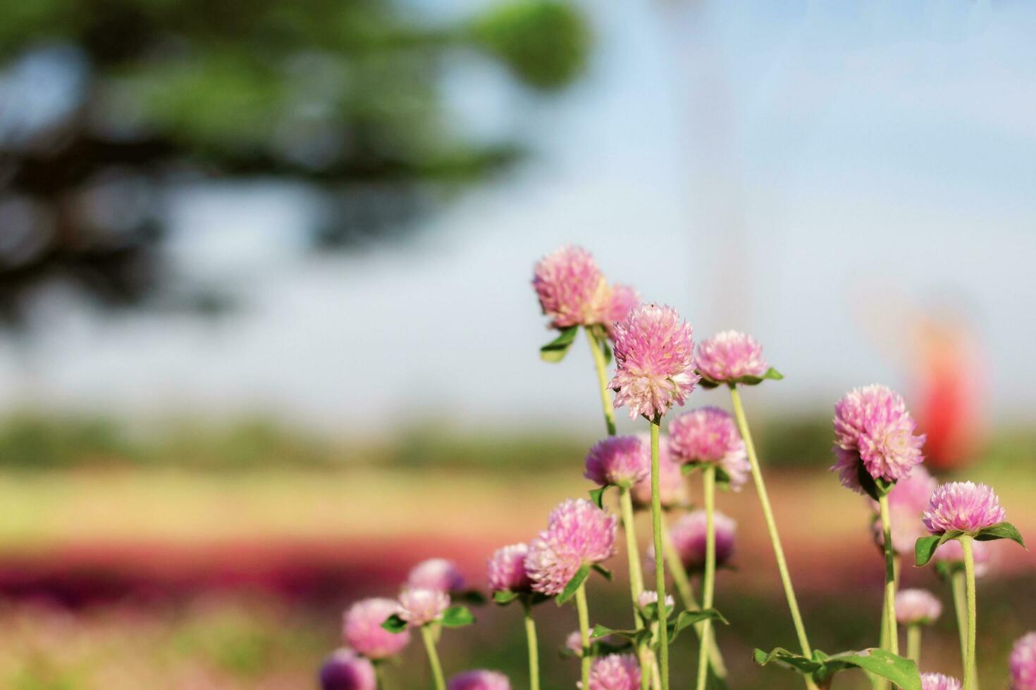 Pink flower with sunlight. photo