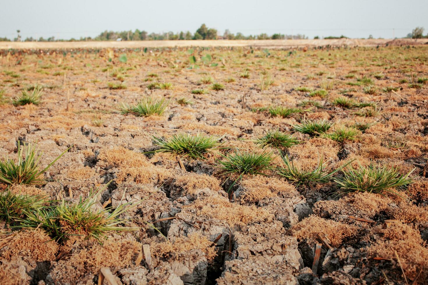 arid soil in the countryside. photo