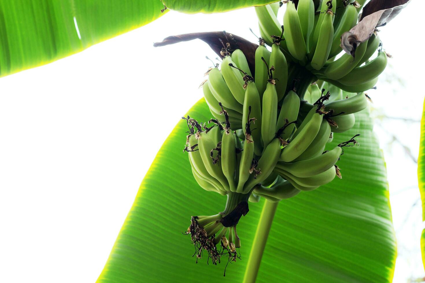 Raw banana with white background. photo