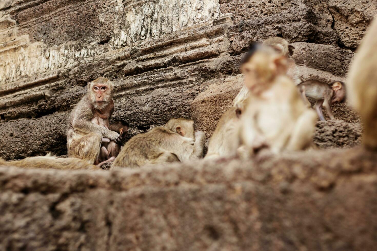 Monkey in a park. photo