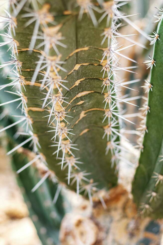 cactus con textura en parque. foto