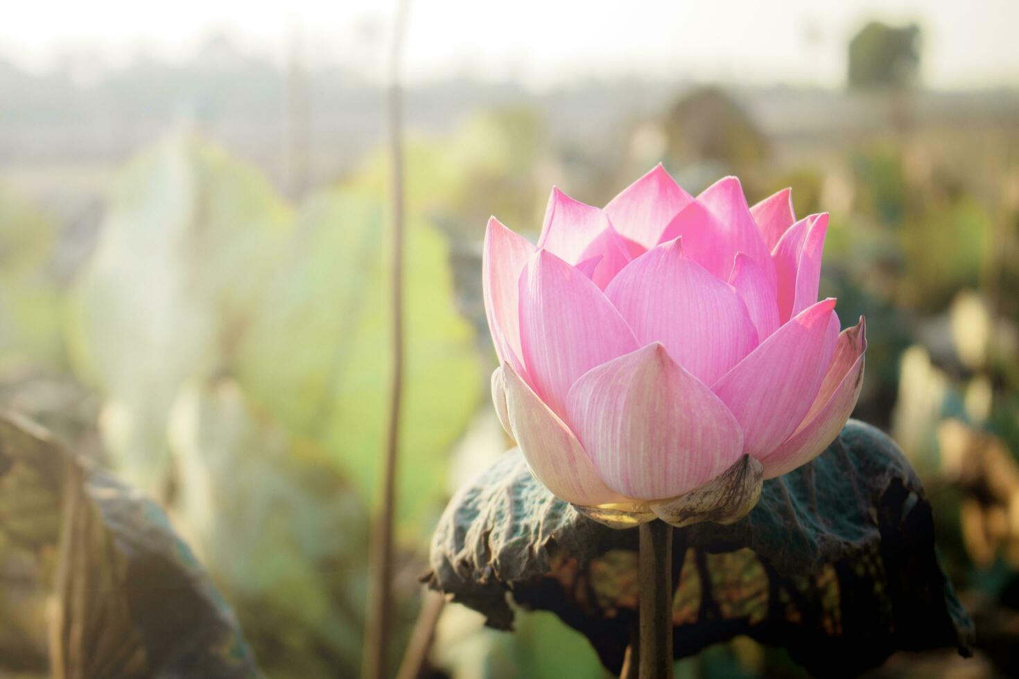 Pink lotus with sunlight. photo