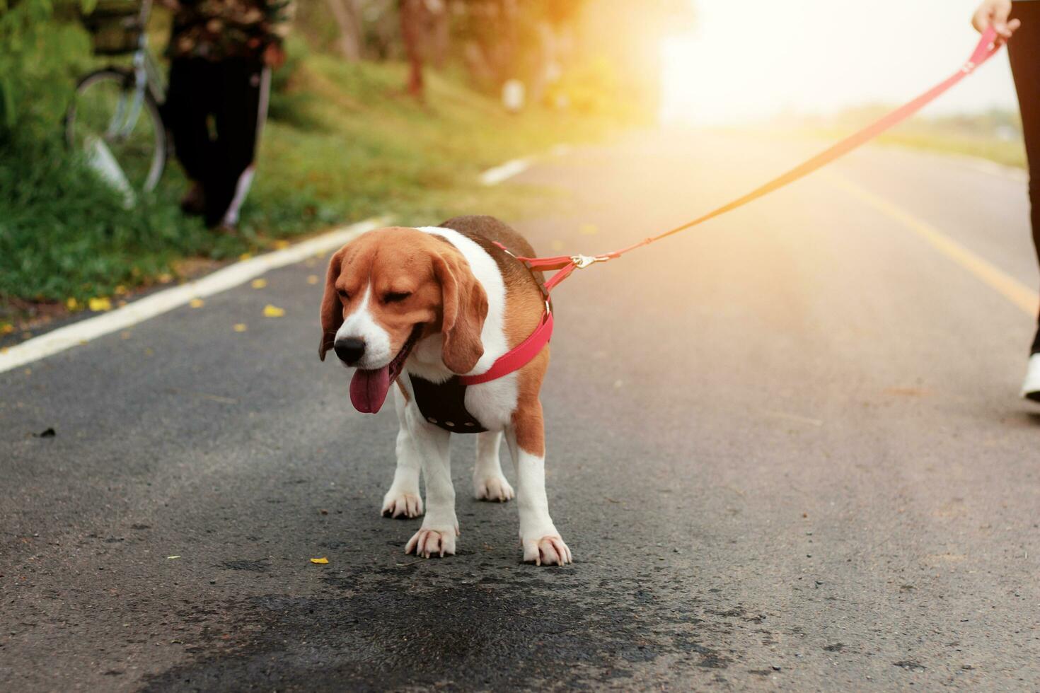 Doggy are walking in park. photo